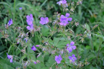 flowers in the field