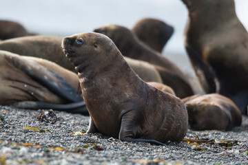 Naklejka premium Sea Lion baby, Patagonia, Argentina
