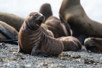 Sea Lion baby, Patagonia, Argentina