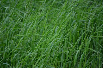 green grass in the wind