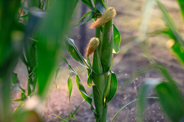 Cornfield in La Pampa Province, Argentina