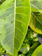 green leaf background