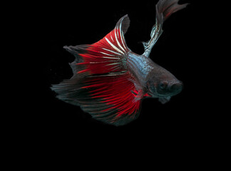 siamese  fighting fish