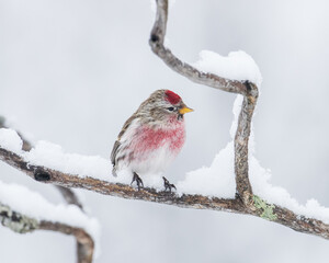 Male common redpoll perching on a tree branch covered with snow