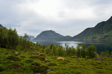 Naklejka na ściany i meble beautiful summer mountains and fjord