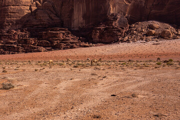 Breathtaking Wadi Rum Desert Landscape in Jordan