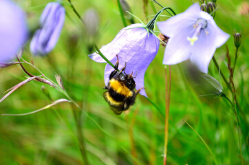 beautiful vibrant bumblebee on blue bellflower in summer macro photo