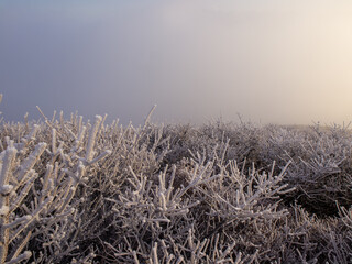 Fototapeta premium 冬の九重連山中岳の朝焼けの中輝く霧氷