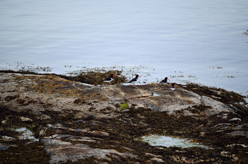 Oystercatcher flock sitting by the shore