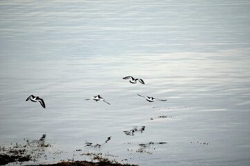 Flock of oystercatcher`s flying away over silent fjord water in summer