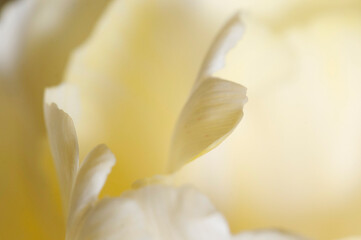 Obraz na płótnie Canvas Tulip flower fragment macro
