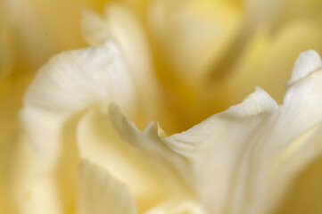 Tulip flower fragment macro