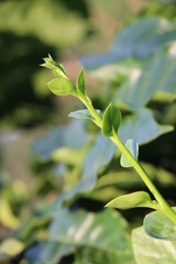 a green plant with the beautiful leaves with the sunlight falling on it