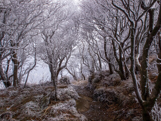 冬の九重連山大船山へと続く樹氷のトンネル