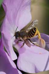 A female of the banded mud bee, Megachile ericetorum sipping nectar, while simultaneously collecting pollen from seat pee , Lathyrus odoratus
