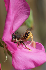 A female of the banded mud bee, Megachile ericetorum sipping nectar, while simultaneously collecting pollen from seat pee , Lathyrus odoratus