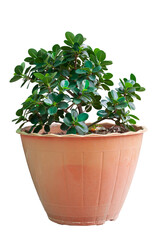 Ficus microcarpa in brown plastic pot have dust on the leaves isolated on white background included clipping path.