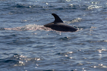 Dolphins in Tenerife, Canary Islands, Spain. Travel destination and principal attraction