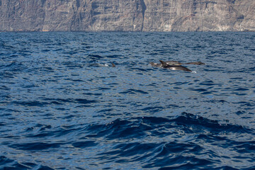 Naklejka premium Dolphins in Tenerife, Canary Islands, Spain. Travel destination and principal attraction