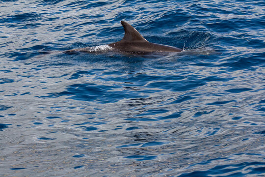 Dolphins In Tenerife, Canary Islands, Spain. Travel Destination And Principal Attraction