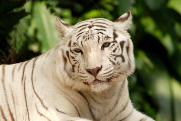 Bengal tiger at the Singapore Zoo