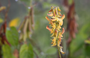 Obraz premium Dew drops on wild flower 
