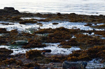 snowy seaweed covered rocky sea shore in winter
