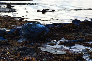 snowy seaweed covered rocky sea shore in winter