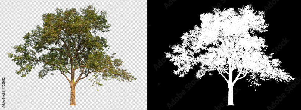 Fototapete tree on transparent background image with clipping path