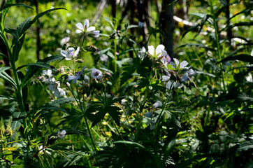 beautiful white wood cranesbill flower in summer