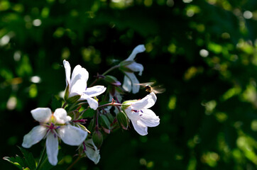 beautiful white wood cranesbill flower in summer