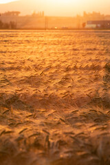 a wheat field at sunset 