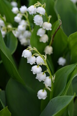 konwalia majowa, zbliżenie kwiatu, Convallaria majalis