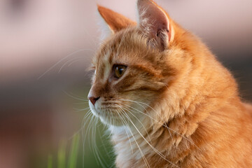 portrait of a red cat 