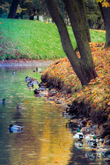 Group of city ducks resting in water in park