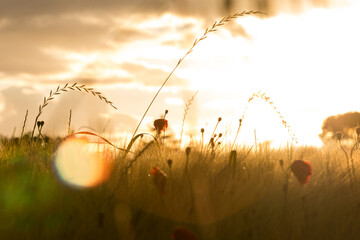 poppies at sunset in spring 