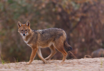 Golden jackal - CHACAL DORADO (Canis aureus), Danube Delta - DELTA DEL DANUBIO, Ramsar Wetland, Unesco World Heritgage Site, Tulcea County, Romania, Europe
