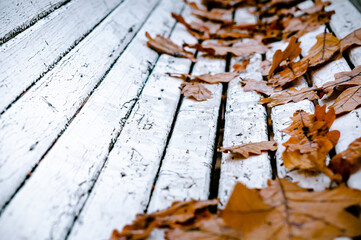 Closeup of bench with scattered autumn leaves