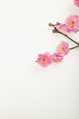 Fototapeta premium 満開の紅梅 