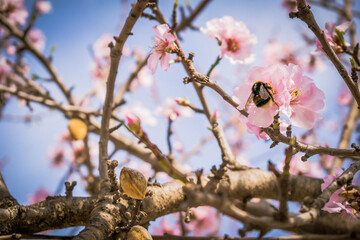 Abejorro en flor de almendro recogiendo polen