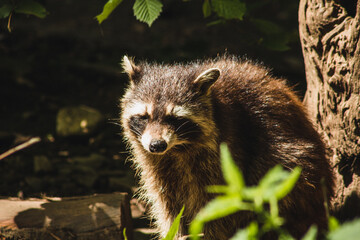 Raccoon in nature. Animal theme. Wildlife park in Warstein, Germany