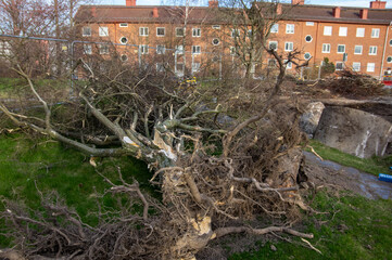 Obraz premium Borttagna trädet.