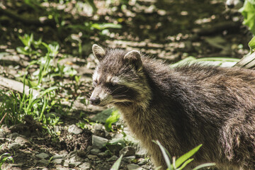 Raccoon in nature. Animal theme. Wildlife park in Warstein, Germany