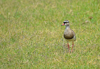 crowned lapwing plover