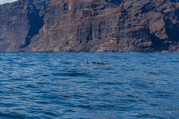 Los Gigantes and the ocean with some dolphins from Tenerife, Spain
