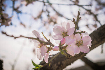 Flores de almendro