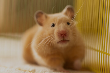 キンクマのいる生活