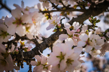 Abeja recogiendo polen entre flores de almendro rosa y blanco