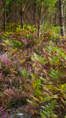 Paysage forestier des Landes de Gascogne, notamment reconnaissable par ses pins et ses innombrables fleurs de bruyère jonchant le sol
