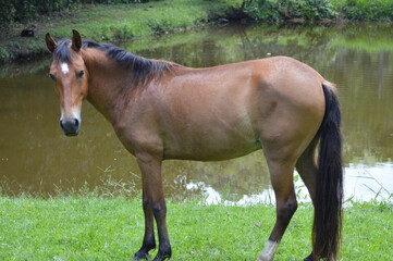 Obraz premium cavalo